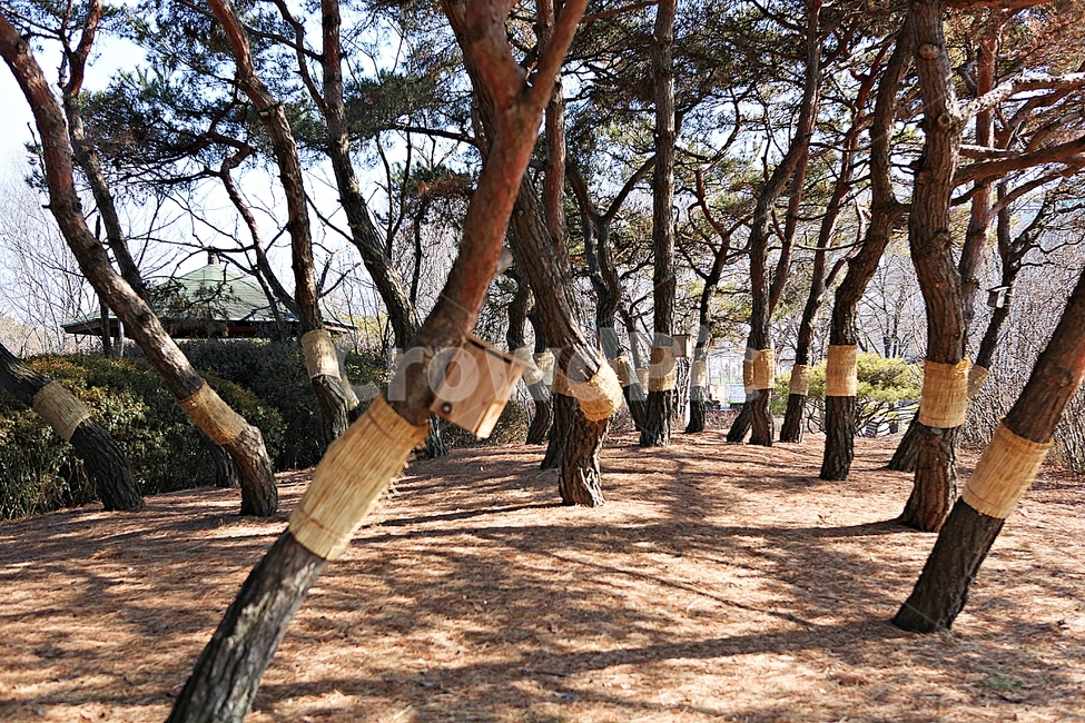 소나무,솔잎,숲,나무,식물,자연,풍경,겨울,공원,자연,풍경,nature,landscape