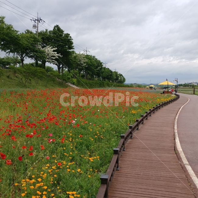 꽃,봄,여름,화사한,꽃밭,산책로,산책,red,빨강,풍경,햇살,구름,배경,nature,flower,flowers,spring,season,landscape,rest,relaxation,color