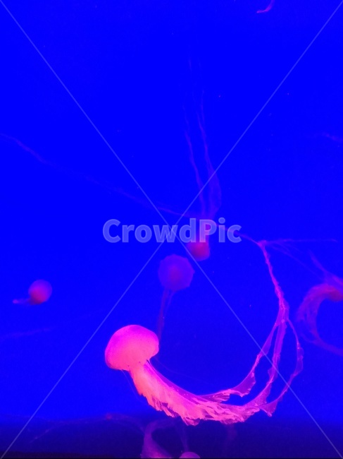 해파리,아쿠아리움,엑스레이,jellyfish,aquarium,파란색,핑크색,해양동물,무척추동물,해양생물
