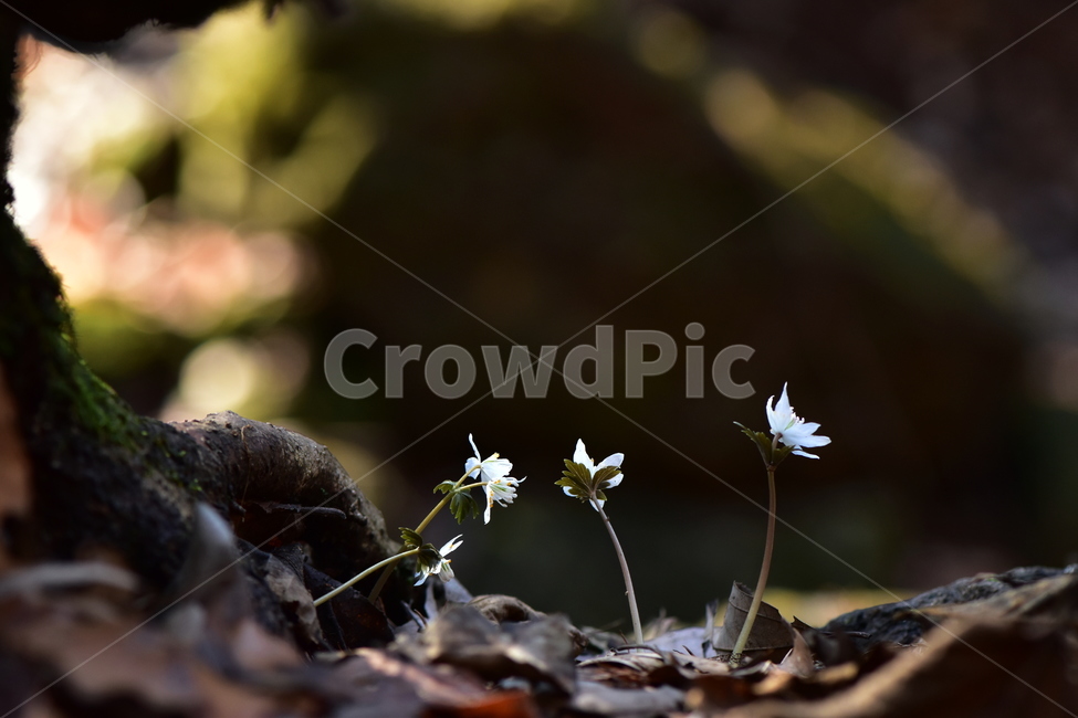 너도바람꽃,야생화,봄,꽃,풀꽃,자연,식물,식생,감성,힐링,plants,nature,spring,season,flower,emotion,feeling,흰색,초본,너도바람꽃속