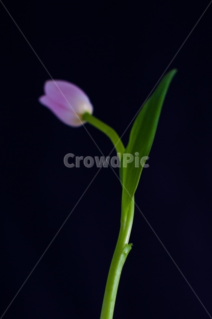 flower,stilllife,꽃,튤립,tulip,식물,스틸라리프,식물,자연,plants,nature,꽃,flower