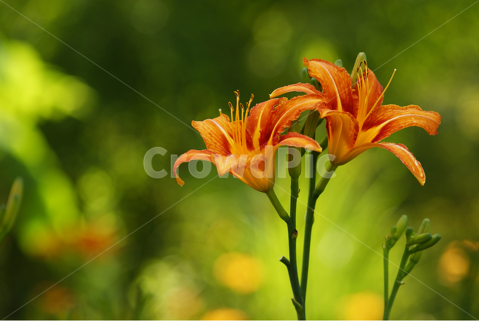 자연,꽃,식물,백합,매크로,nature,flower,plant,lily,macro,식물,자연,plants,nature,꽃,flower