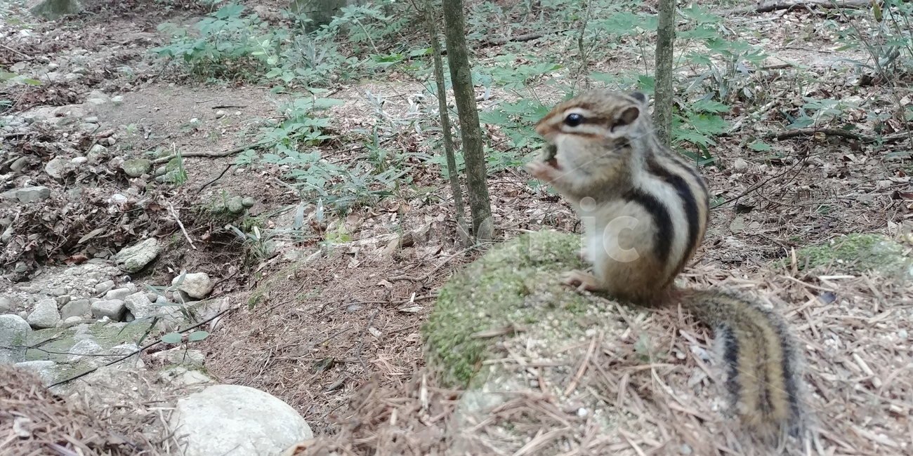 다람쥐,숲,나무,바위,길,tree,woods,rocky,road,동물,animal,포유류,mammal