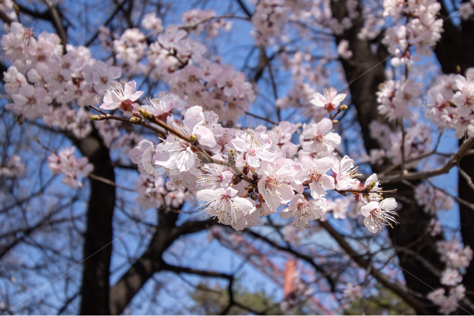 plant,식물,flower,blossom,꽃,벚꽃,cherryblossom,여의도,봄,봄,계절,spring,season