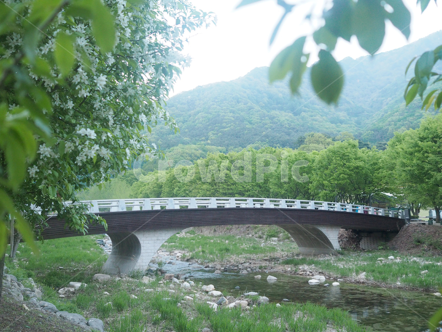 다리,풍경,문경,나무,자연,돌다리,시냇물,옥외,outdoors,nature,bridge,tree,green