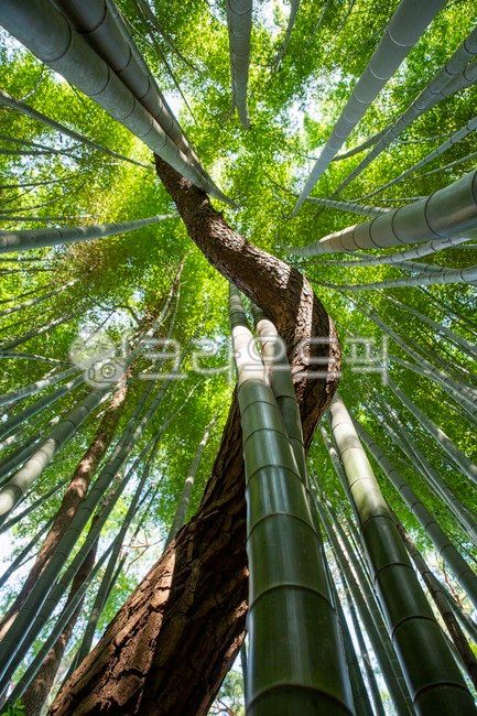 고창읍성,맹종죽,소나무,대나무,대나무숲,bamboo,plant