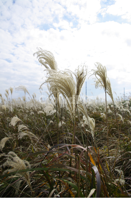 가을,억새,자연,nature,식물,plant,하늘,구름,식물,자연,plants,nature