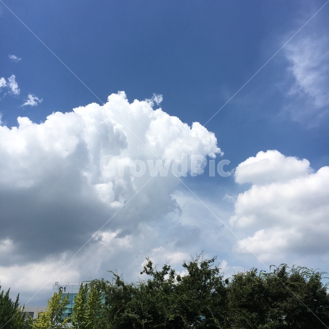 하늘,구름,나무,sky,cloud,tree