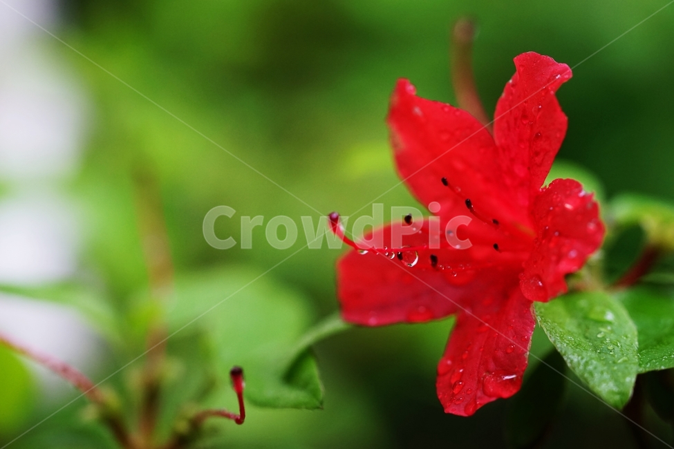비,연분홍,철죽,봄꽃,빨강꽃,봄,계절,spring,season,식물,자연,plants,nature,꽃,flower,plant