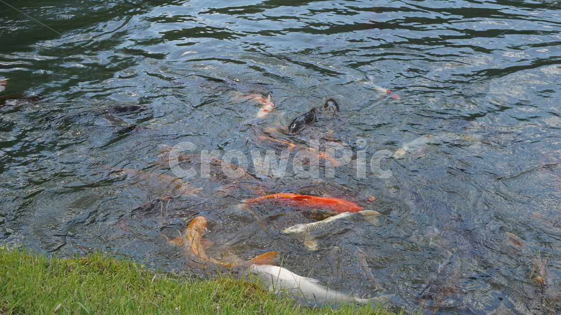 잉어,물,먹이,경쟁,연못,못