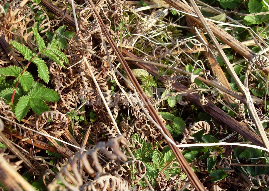스코틀랜드,스트란라해안가,바닷가,새순,이름모르는식물,봄,식물,자연,plants,nature