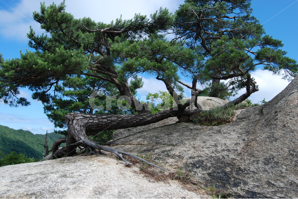 여름,하늘,국유림,한국,휴양지,등산로,식물,자연,plants,nature,나무,trees,wood