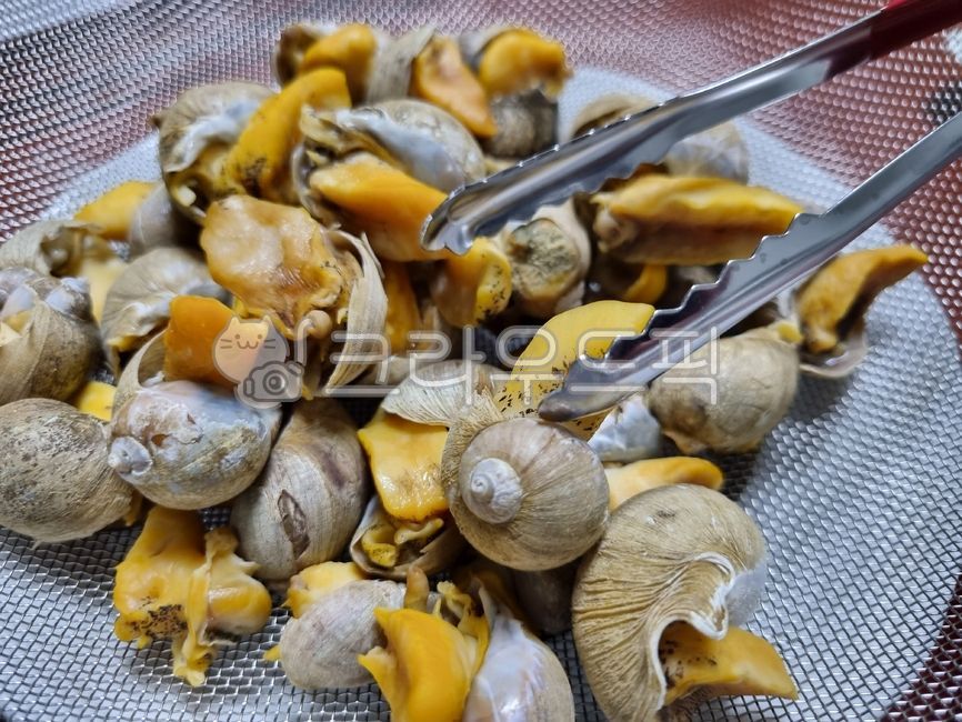 conch,snail,seashell,turbanshell,clamshell,sea snail,cookingmaterial,seasnail,Whitenecked guy,Food Ingredients,escargot,ingredients,foodmaterial,seafood,beating,spiralshellfish,Whelk,cooking ingredients,food,shellfish,shell,seafoodproducts,clam,topshell,f