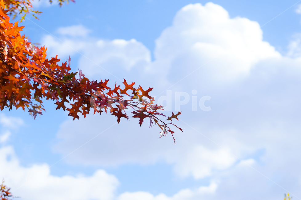 뭉게구름,하늘,단풍,자연,흰구름,leaf,잎,plant,식물
