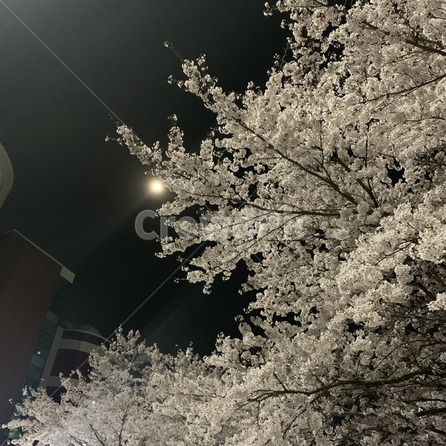flare,플레어,light,빛,plant,식물,밤,나무,벚꽃,꽃,하늘,야경,밤,풍경,nightscape,night,landscape