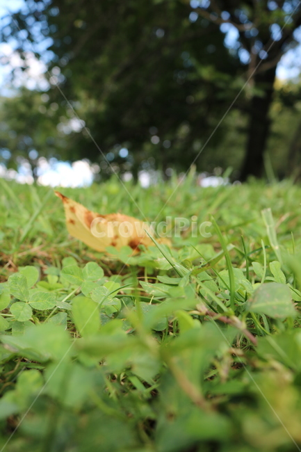 공원,잔디,잔디밭,풀밭,초록,접사,식물,자연,plants,nature