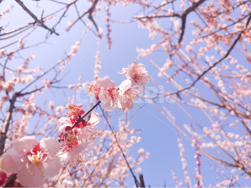 매화,봄,꽃,풍경,감성,자연,봄,계절,spring,season,식물,자연,plants,nature,꽃,flower,색깔,색상,색채,색감,color sense,color sensitivity,feeling of color,plant,blossom