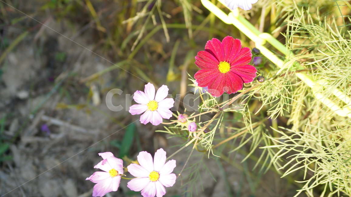 코스모스,꽃,꽃길,코스모스축제,식물,가을,계절,fall,autumn,season,식물,자연,plants,nature,꽃,flower,plant