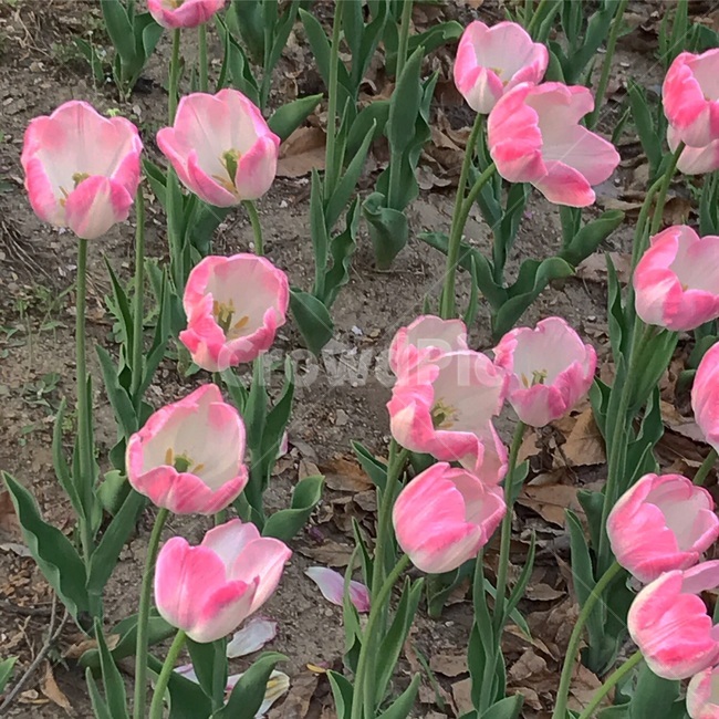 plant,식물,꽃,flower,blossom