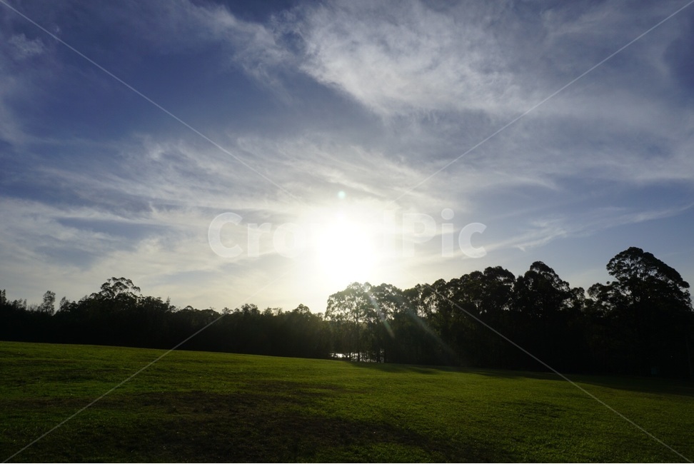 시드니,Sydney,자연,nature,나무,tree,호주,australia,하늘,sky,자연,풍경,nature,landscape,light,빛,flare,플레어,grass,잔디,plant,식물,sunlight,햇빛