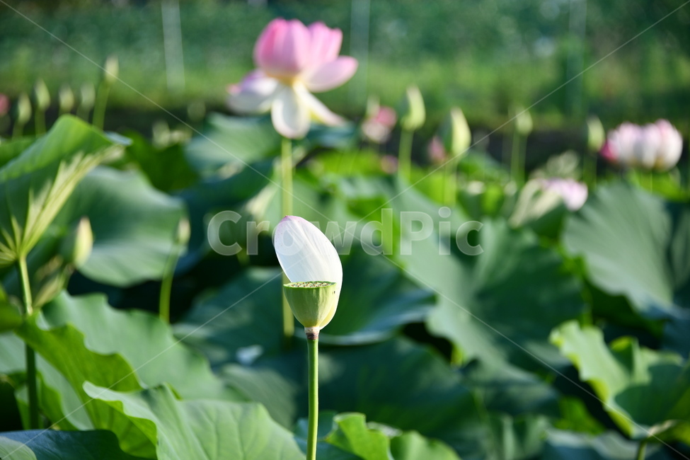 꽃,접사,연꽃밭,식물,자연,plants,nature,flower,분홍색,핑크색,연잎,연꽃