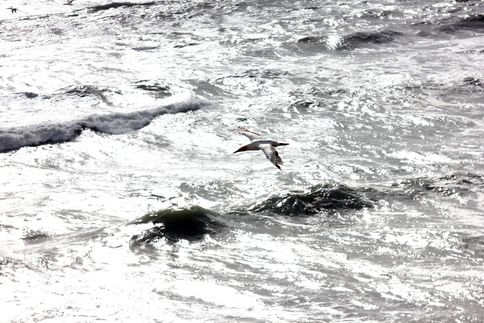 가넷,갈매기,새,garnet,seagull,gull,바다새,하늘,바다,둥지,동물,animal,조류,새,birds
