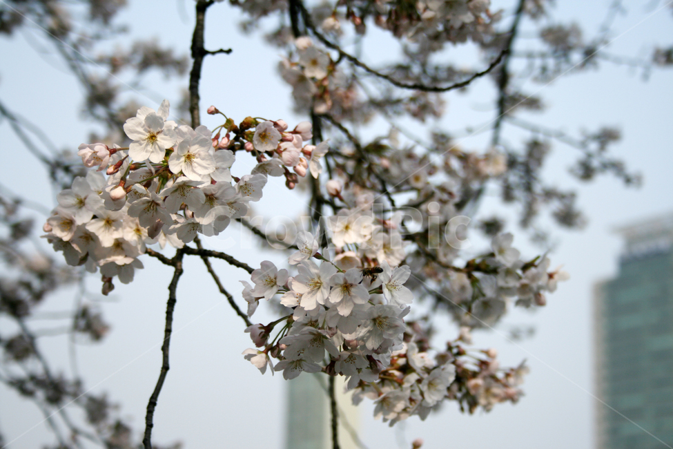 벚꽃,봄,봄날,감성,spring,flower,풍경,식물,꽃,분홍색,봄,계절,spring,season,식물,자연,plants,nature,꽃,flower,plant,blossom