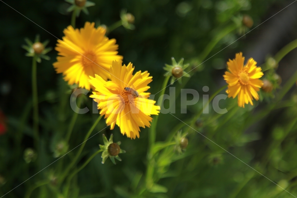 꽃,자연,벌,꿀벌,곤충,노란색,식물,자연,plants,nature,꽃,flower,동물,animal,곤충,벌레,insect,bug
