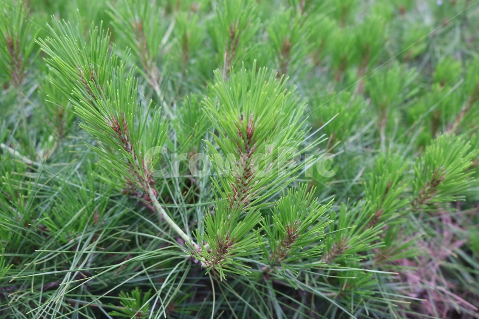 식물,나무,소나무,초록,자연,plants,tree,pine,green,nature,shokubutsu,ki,matsu,midori,식물,자연,plants,nature