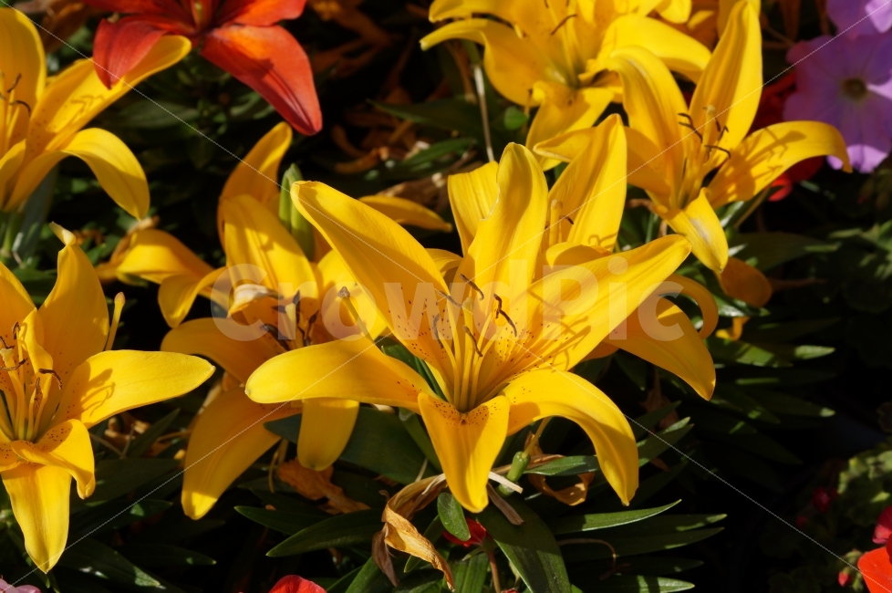 봄꽃,봄꽃축제,야생화,태화강,꽃사진,식물,자연,plants,nature,꽃,flower
