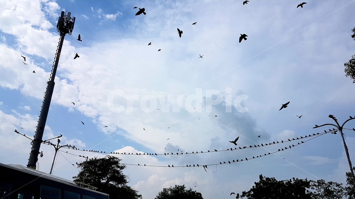 새,하늘,전깃줄,새떼,구름,bird,sky,bevy,동물,animal,조류,새,birds