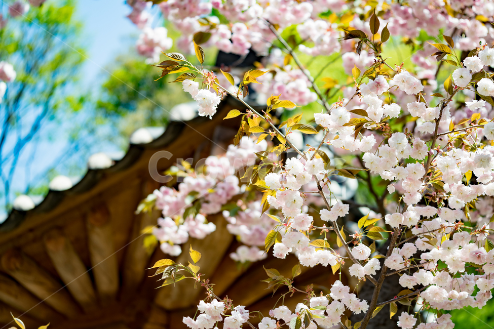 한국,자연,사찰,겹벚꽃,풍경,봄,계절,spring,season,식물,자연,plants,nature,꽃,flower,plant