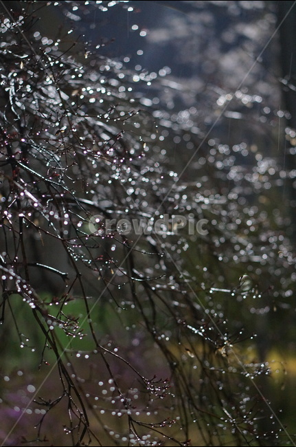 빛,보케,야경,나무,불빛,야경,밤,풍경,nightscape,night,landscape,식물,자연,plants,nature,비,비오는날,rain,rainy,droplet,작은 물방울