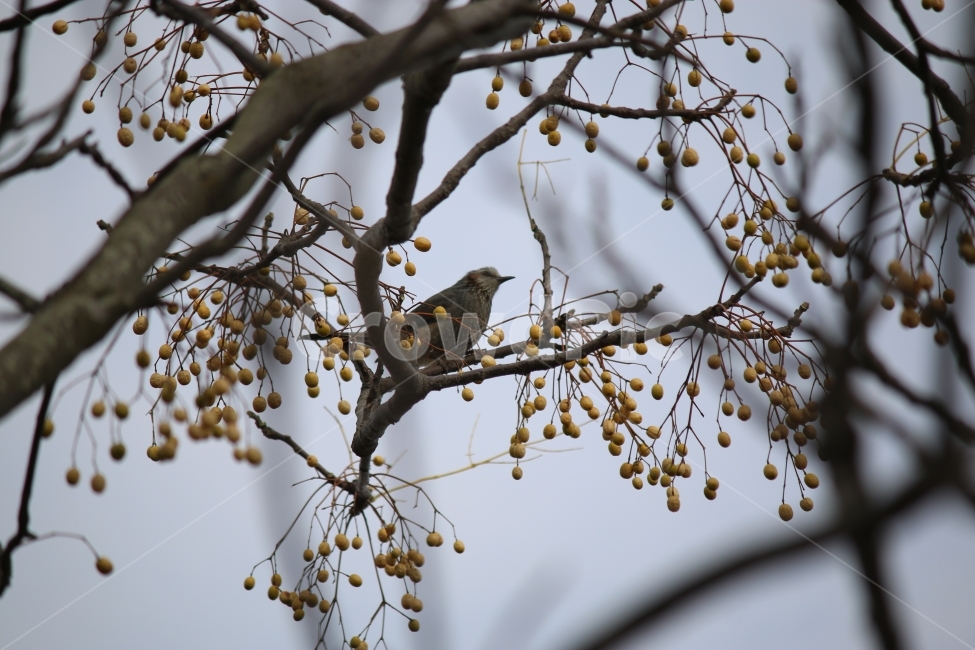 새,식사,열매,자연,영역,동물,animal,조류,새,birds