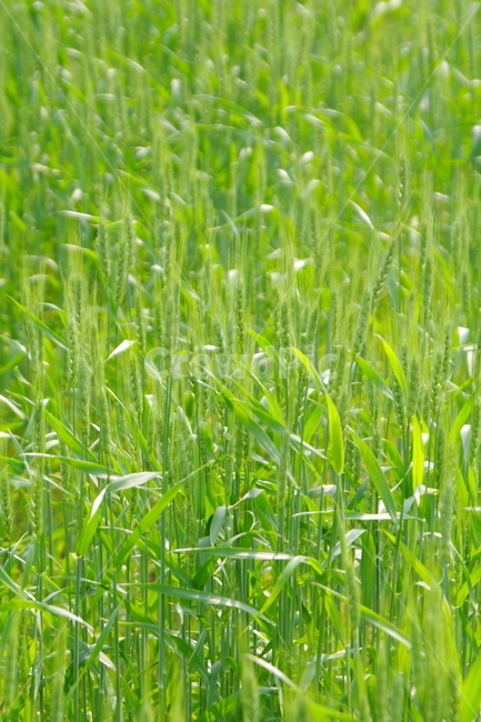 올림픽공원,봄,서울,풍경,경치,랜드마크,식물,plant,보리,보리밭,밭,들판,식물,자연,plants,nature