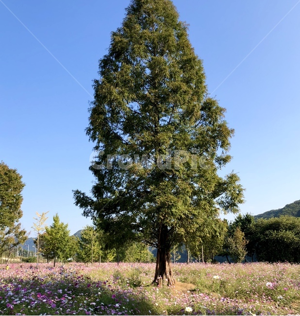 나무,식물,맑은날씨,꽃,홀로니무,자연,풍경,nature,landscape
