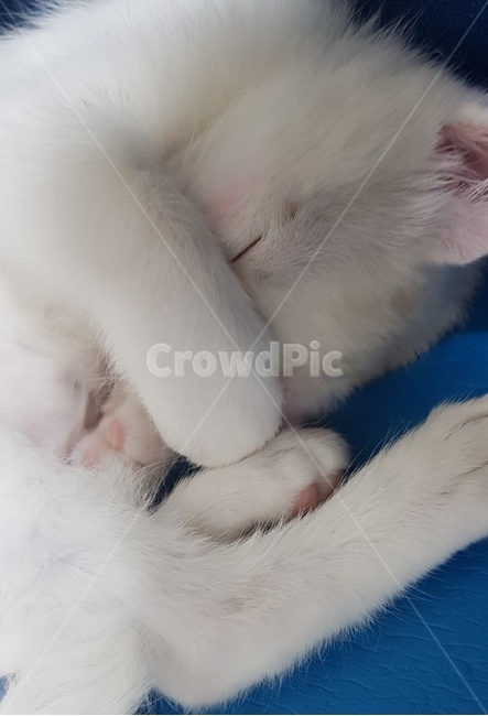 고양이,아기고양이,하얀색고양이,귀여운고양이,자는고양이,동물,animal,포유류,mammal,고양이,cat,kitten,kitty