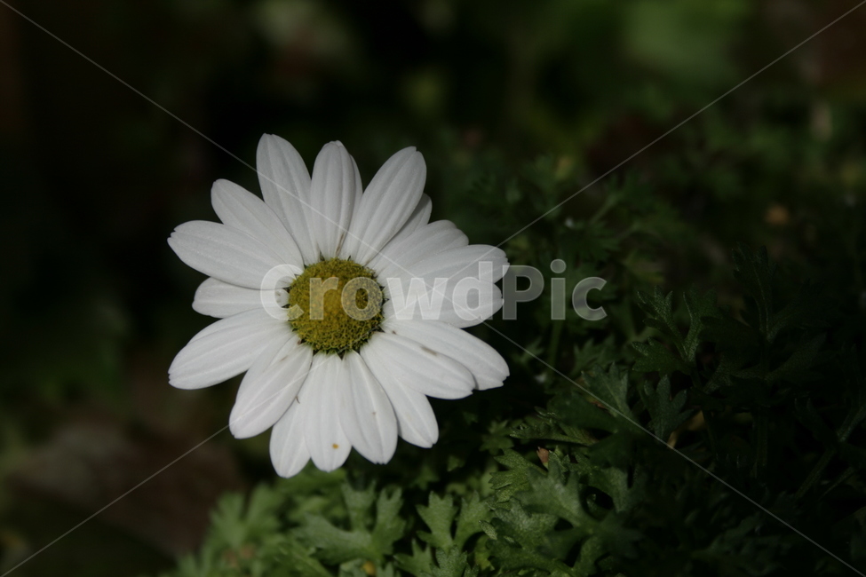 한라구절초,꽃,식물,flower,구절초,식물,자연,plants,nature,꽃,flower