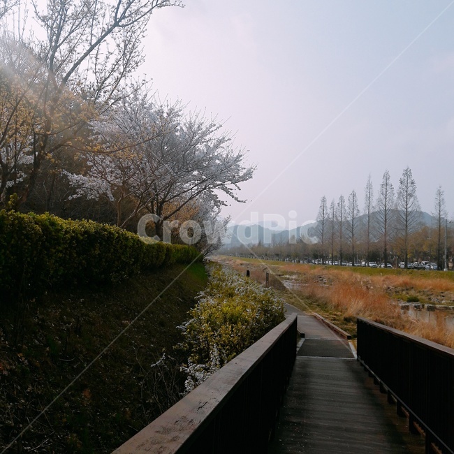 벚꽃,벚꽃나무,하교길,운동,봄,자연,풍경,nature,landscape,bridge,다리,building,건물,boardwalk,산책로