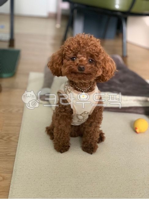 갈색푸들,반려견,푸들,애프리푸들,토이푸들,강아지