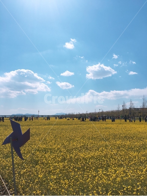 봄,꽃,벚꽃,유채꽃,나들이,봄날씨,맑은날,spring,봄,계절,spring,season,자연,풍경,nature,landscape,grassland,목초지,field,들,outdoors,옥외,rural,농촌,farm,농장,meadow