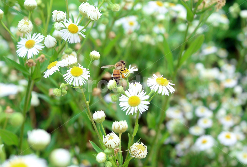 벌,꿀벌,곤충,bee,꽃과벌,꽃,접사,매크로,식물,자연,plants,nature,꽃,flower,동물,animal,곤충,벌레,insect,bug