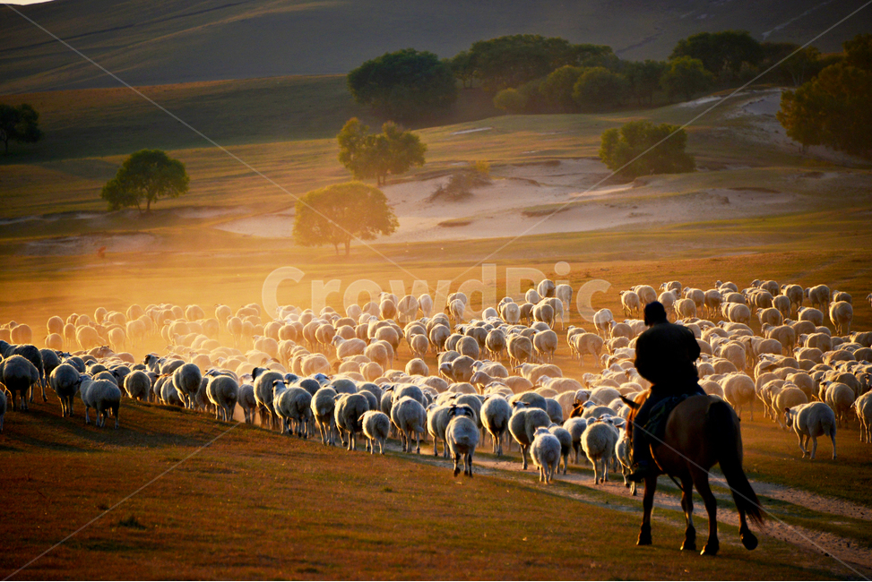 outdoors,옥외,grassland,목초지,field,들,landscape,경치,nature,자연,scenery,풍경,중국,몽고,패상,패상가을,양떼,패상양떼,flock,대군,animal,동물,목축업,목장,livestock farming,ranching,pasture