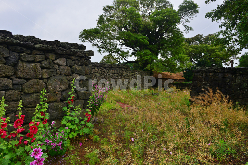 제주,성읍민속마을,초가,초가집,농촌마을,nature,자연,담장,돌담장,돌담,울타리,ground,바닥,공원,비,경치,경관,풍경,비경,제주경관,꽃,outdoors,옥외