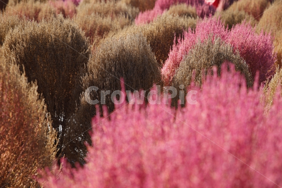풍경,가을,양주,나리공원,코키아,가을,계절,fall,autumn,season,식물,자연,plants,nature,plant