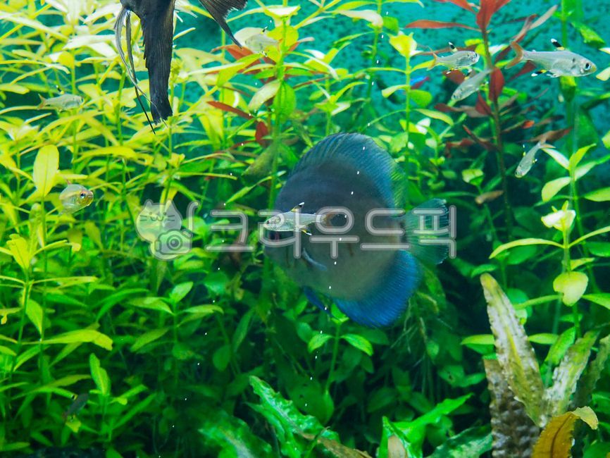 아쿠아리움,aquarium,수족관,watertank,waterplant,열대어,tropicalfish,수초,water,물,animal,동물,fish,물고기,sealife,해양생물