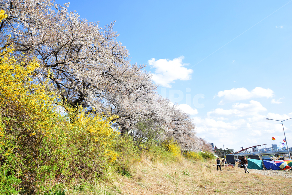 봄,벚꽃,꽃,야외,화창,하늘,나무,식물,소풍,풍경,봄,계절,spring,season,자연,풍경,nature,landscape