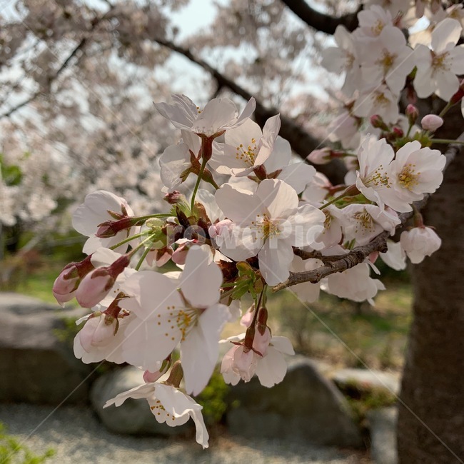 봄,벚꽃,sakura,벚꽃나무,나무,꽃