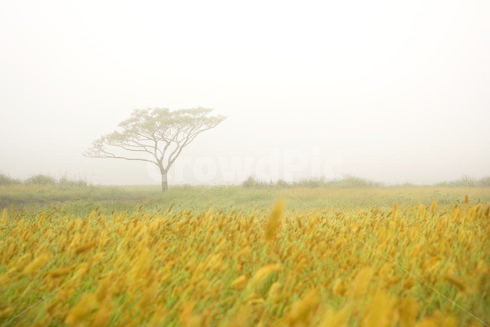 들판,가을,나무,강아지풀,안개,나무한그루,가을,계절,fall,autumn,season,자연,풍경,nature,landscape,감성,sensible,feeling
