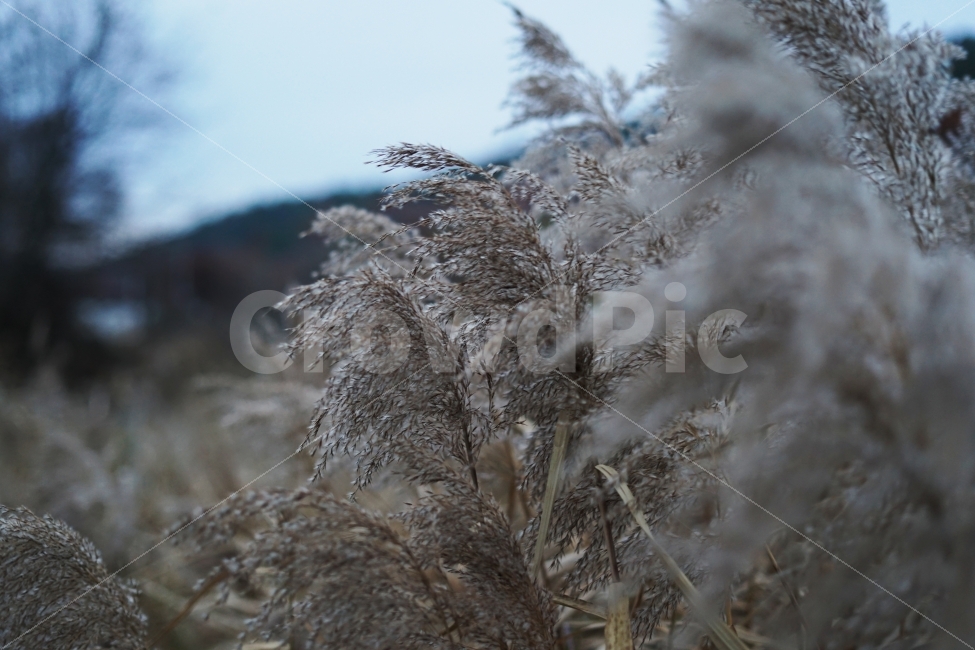 가을,식물,자연,억새,물억새,가을,계절,fall,autumn,season,식물,자연,plants,nature,grass,잔디,plant,lawn,reed,갈대